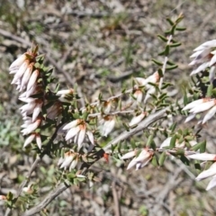 Leucopogon fletcheri subsp. brevisepalus (Twin Flower Beard-Heath) at Farrer Ridge - 4 Sep 2016 by galah681