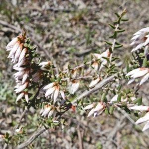 Styphelia fletcheri subsp. brevisepala at Farrer Ridge - 4 Sep 2016 01:12 PM