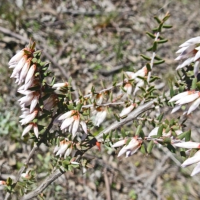 Styphelia fletcheri subsp. brevisepala (Twin Flower Beard-Heath) at Farrer Ridge - 4 Sep 2016 by galah681