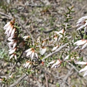 Leucopogon fletcheri subsp. brevisepalus at Farrer Ridge - 4 Sep 2016