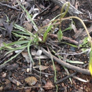 Microseris walteri at Campbell, ACT - 1 Oct 2016