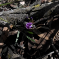 Glycine clandestina (Twining Glycine) at Mount Ainslie - 1 Oct 2016 by SilkeSma