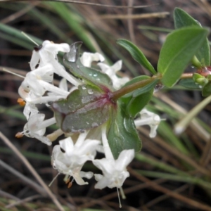 Pimelea linifolia at Majura, ACT - 1 Oct 2016