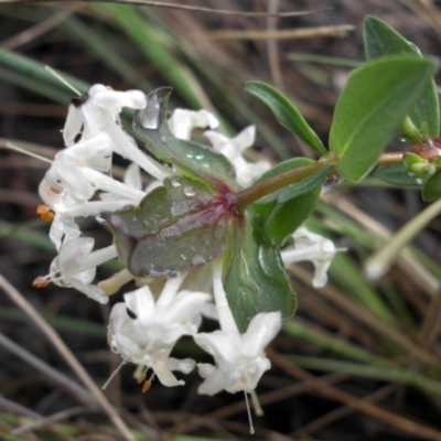 Pimelea linifolia (Slender Rice Flower) at Majura, ACT - 1 Oct 2016 by SilkeSma