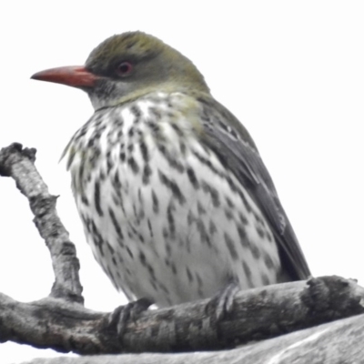 Oriolus sagittatus (Olive-backed Oriole) at Paddys River, ACT - 1 Oct 2016 by JohnBundock