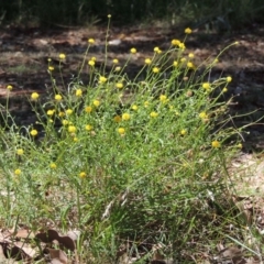 Calotis lappulacea (Yellow Burr Daisy) at Bonython, ACT - 7 Feb 2016 by MichaelBedingfield