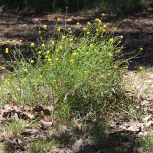 Calotis lappulacea at Bonython, ACT - 7 Feb 2016 01:51 PM