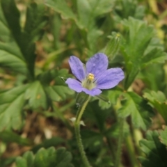Erodium crinitum (Native Crowfoot) at Bonython, ACT - 5 Nov 2014 by MichaelBedingfield