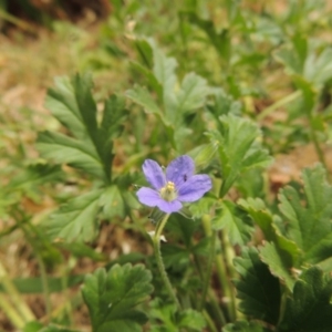 Erodium crinitum at Bonython, ACT - 5 Nov 2014