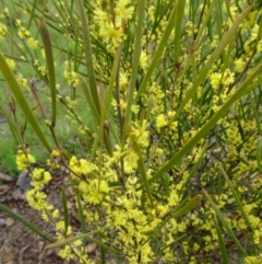 Acacia dawsonii (Dawson's Wattle) at Sth Tablelands Ecosystem Park - 15 Sep 2016 by galah681