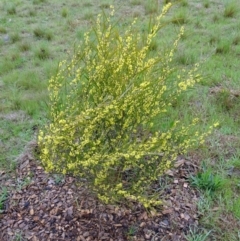 Acacia dawsonii at Molonglo Valley, ACT - 15 Sep 2016 10:31 AM