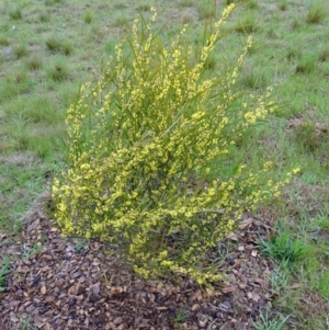 Acacia dawsonii at Molonglo Valley, ACT - 15 Sep 2016