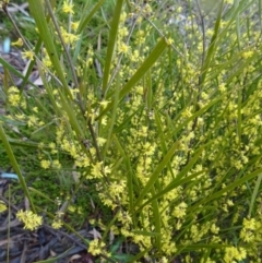 Acacia dawsonii (Dawson's Wattle) at Molonglo Valley, ACT - 15 Sep 2016 by galah681