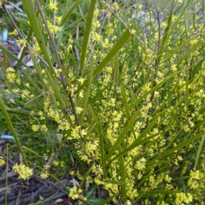 Acacia dawsonii (Dawson's Wattle) at Molonglo Valley, ACT - 15 Sep 2016 by galah681