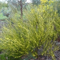 Acacia dawsonii at Molonglo Valley, ACT - 15 Sep 2016 10:40 AM