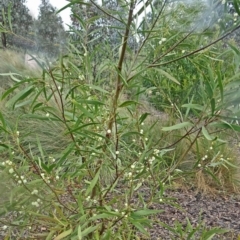 Acacia melanoxylon (Blackwood) at Molonglo Valley, ACT - 15 Sep 2016 by galah681