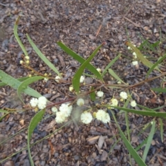 Acacia melanoxylon at Molonglo Valley, ACT - 15 Sep 2016