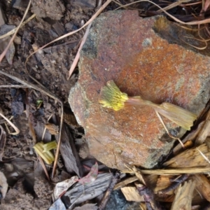 Bulbine bulbosa at Molonglo Valley, ACT - 15 Sep 2016