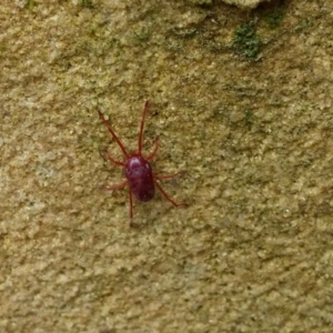 Rainbowia sp. (genus) at Queanbeyan West, NSW - 1 Oct 2016 12:00 AM