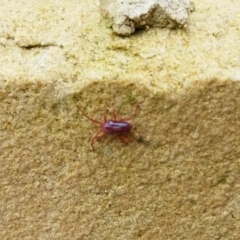 Rainbowia sp. (genus) at Queanbeyan West, NSW - 1 Oct 2016