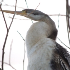 Anhinga novaehollandiae (Australasian Darter) at Mount Ainslie to Black Mountain - 30 Jul 2016 by michaelb