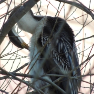 Anhinga novaehollandiae at Canberra, ACT - 30 Jul 2016 06:51 PM