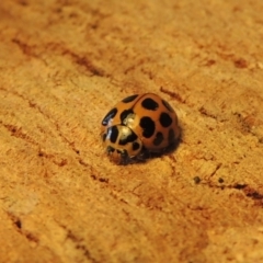 Harmonia conformis (Common Spotted Ladybird) at Pollinator-friendly garden Conder - 3 Oct 2015 by michaelb