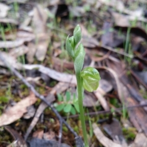 Hymenochilus sp. at Stromlo, ACT - 1 Oct 2016