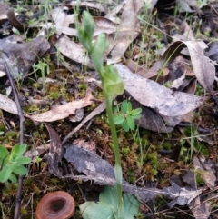 Hymenochilus sp. at Stromlo, ACT - 1 Oct 2016