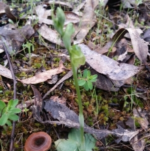 Hymenochilus sp. at Stromlo, ACT - 1 Oct 2016