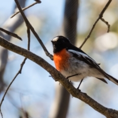 Petroica boodang (Scarlet Robin) at Mulligans Flat - 1 Oct 2016 by CedricBear