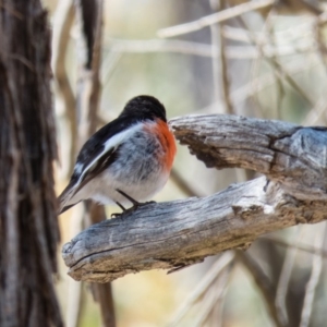 Petroica boodang at Sutton, NSW - 2 Oct 2016