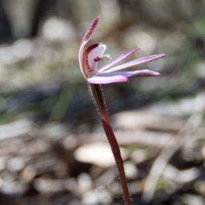 Caladenia fuscata at Sutton, NSW - 2 Oct 2016