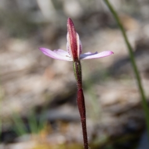 Caladenia fuscata at Sutton, NSW - 2 Oct 2016