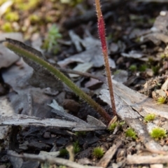 Caladenia fuscata at Sutton, NSW - 2 Oct 2016