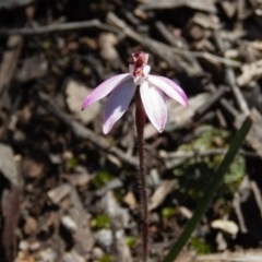 Caladenia fuscata at Sutton, NSW - 2 Oct 2016