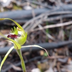 Caladenia atrovespa (Green-comb Spider Orchid) at Uriarra Village, ACT - 1 Oct 2016 by LukeMcElhinney