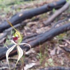 Caladenia atrovespa at Uriarra Village, ACT - 1 Oct 2016