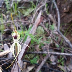 Caladenia atrovespa at Uriarra Village, ACT - 1 Oct 2016