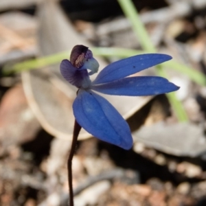 Cyanicula caerulea at Sutton, NSW - 2 Oct 2016