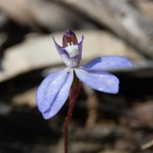 Cyanicula caerulea at Sutton, NSW - 2 Oct 2016