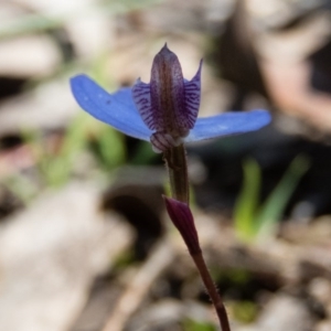 Cyanicula caerulea at Sutton, NSW - 2 Oct 2016