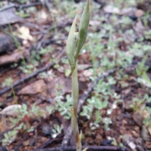 Oligochaetochilus sp. at Uriarra Village, ACT - 1 Oct 2016