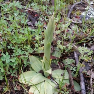 Oligochaetochilus sp. at Uriarra Village, ACT - 1 Oct 2016