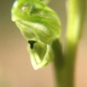 Hymenochilus cycnocephalus at Canberra Central, ACT - suppressed