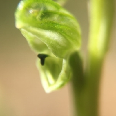 Hymenochilus cycnocephalus (Swan greenhood) at Black Mountain - 2 Oct 2016 by JasonC