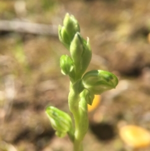 Hymenochilus cycnocephalus at Canberra Central, ACT - suppressed