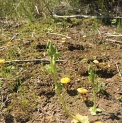 Hymenochilus cycnocephalus at Canberra Central, ACT - suppressed