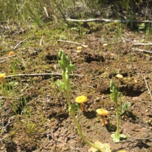 Hymenochilus cycnocephalus at Canberra Central, ACT - suppressed