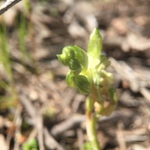 Hymenochilus cycnocephalus at Canberra Central, ACT - suppressed